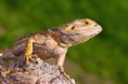/album/fotogalerie-agama-vousata1/img-8801b-jpg/