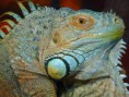 /album/fotogalerie-leguan-zeleny/green-iguana-8362-640-jpg/