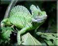 /album/fotogalerie-bazilisek-zeleny/basiliscus-plumifrons2-jpg/