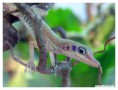 /album/fotogalerie-anolis-jeskynni/anolis2-jpg/