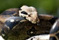 /album/fotogalerie-hroznys-kralovsky/boa-constrictor-2-jpg/